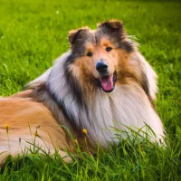 Rough Collie & Lassie